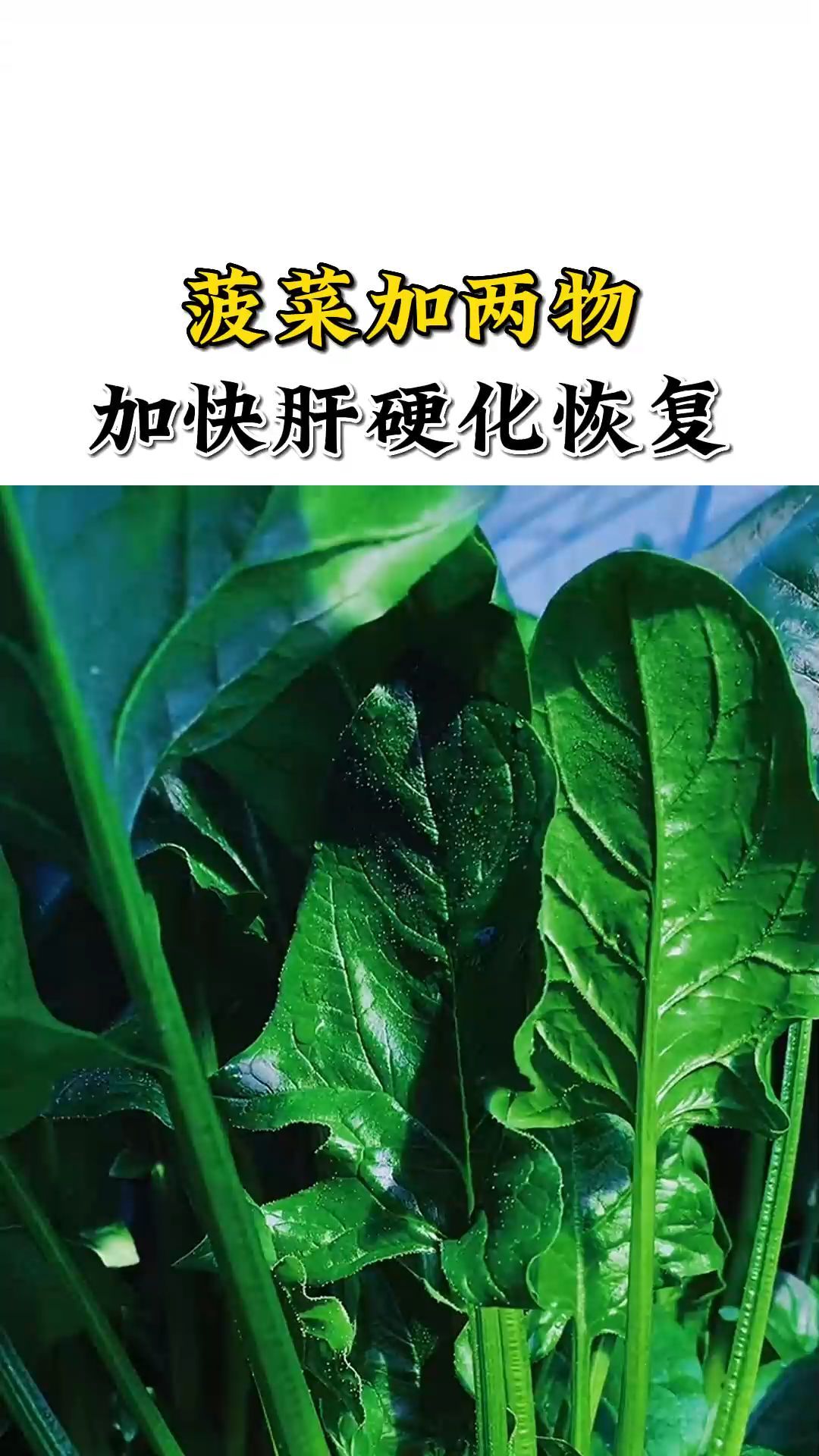 菠菜加两物,加快肝硬化恢复
