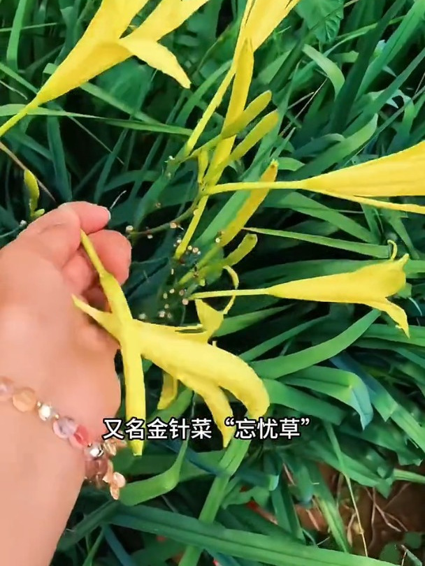 既能当花赏又能当菜吃,种植简单好管理,它就是黄花菜