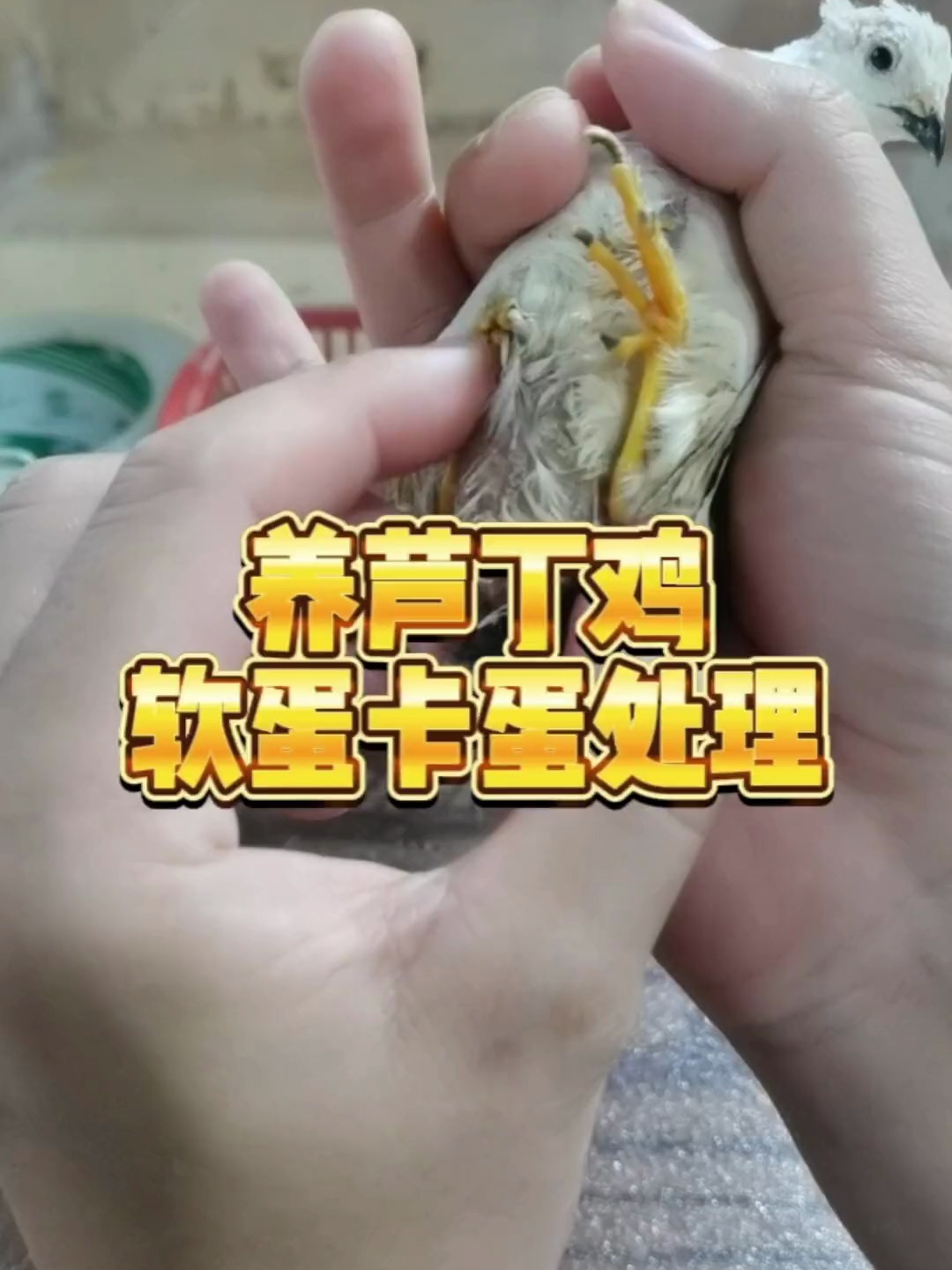 芦丁鸡:一次既凶险又平常的生产经历
