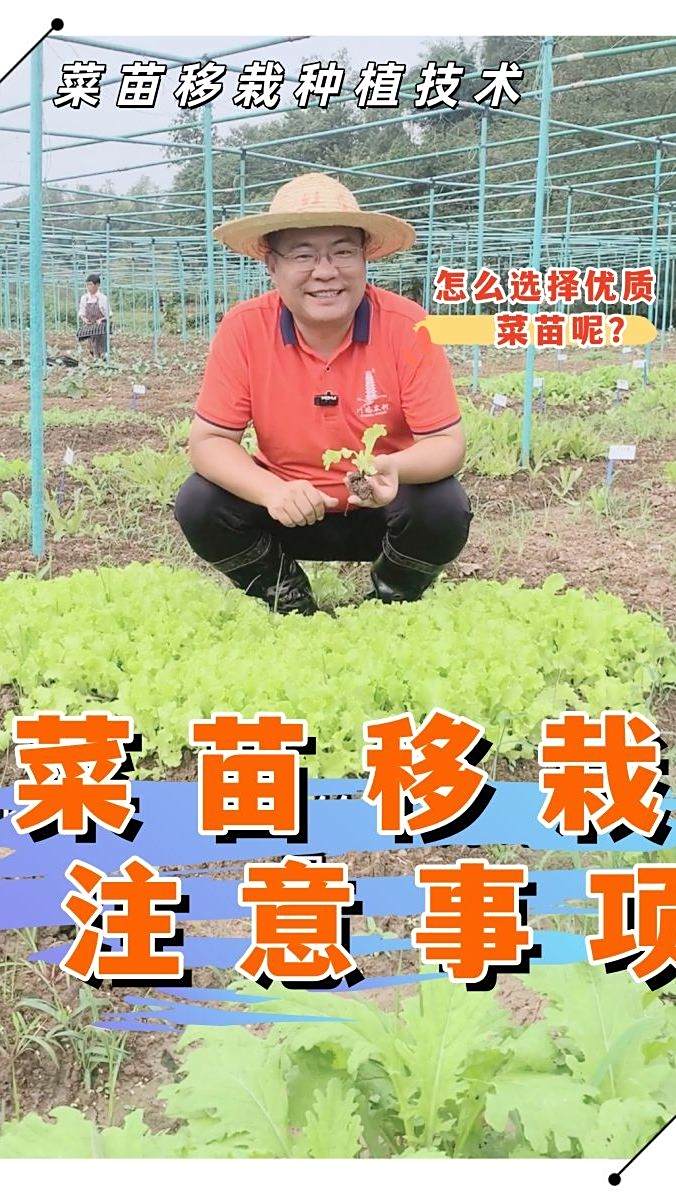 25.10.4.生菜苗移栽种植技术