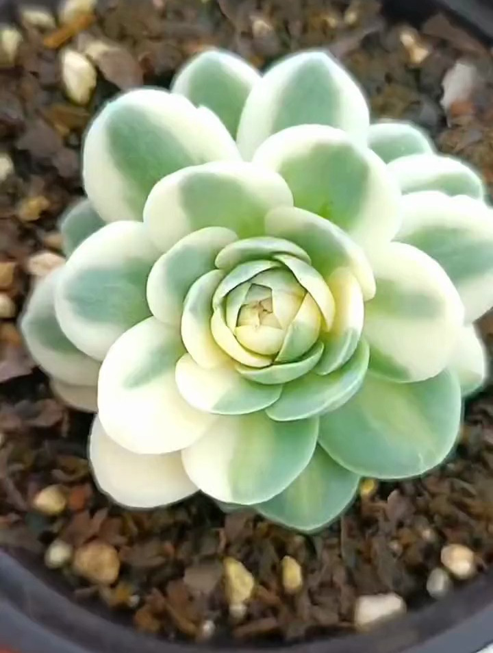 你买到过药锦多肉吗?