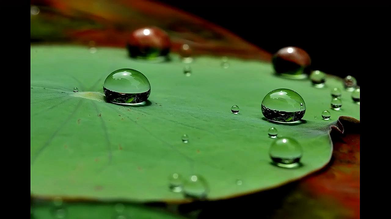 [图]骤雨打新荷(任他两轮日月,来往如梭)——金·元好问