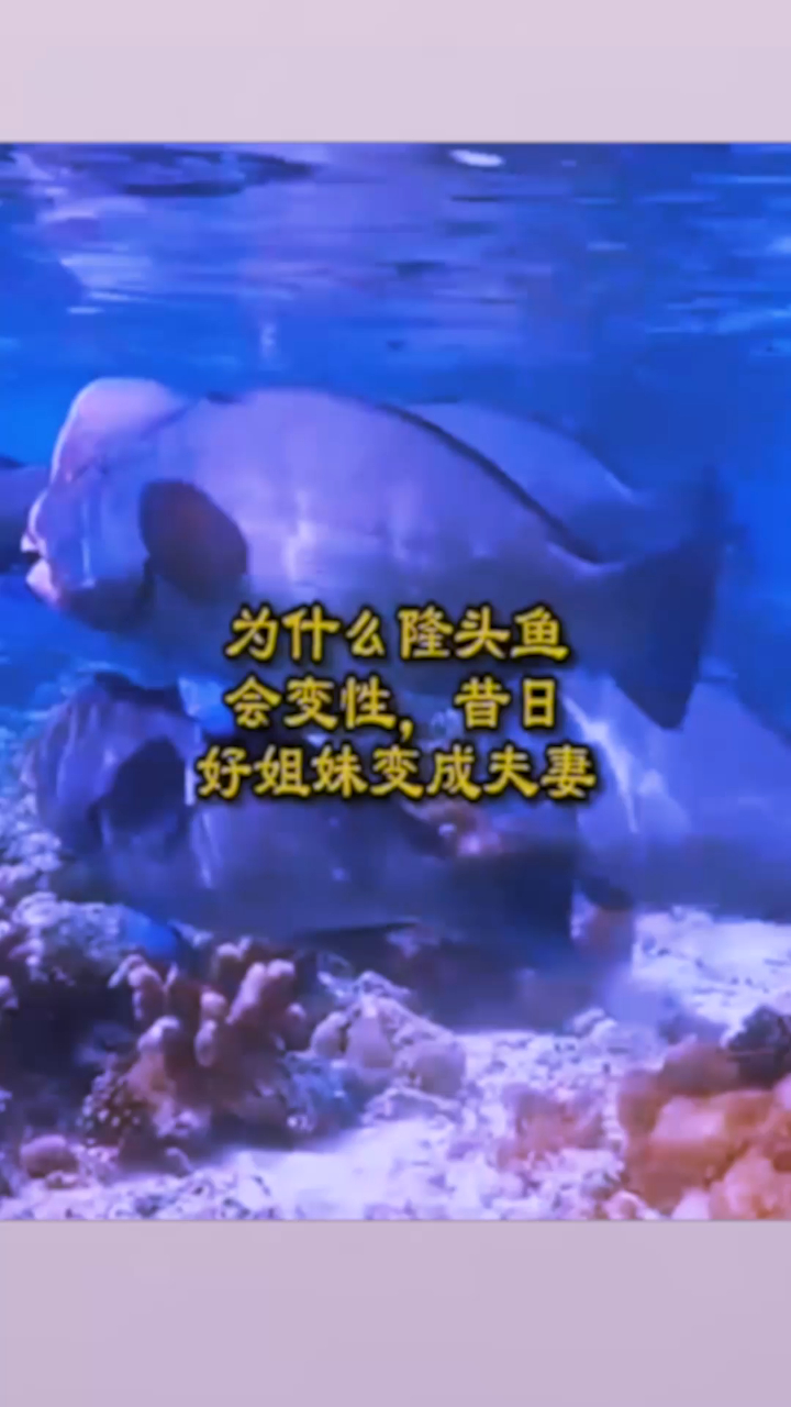 为什么隆头鱼会变性,昔日好姐妹变成夫妻