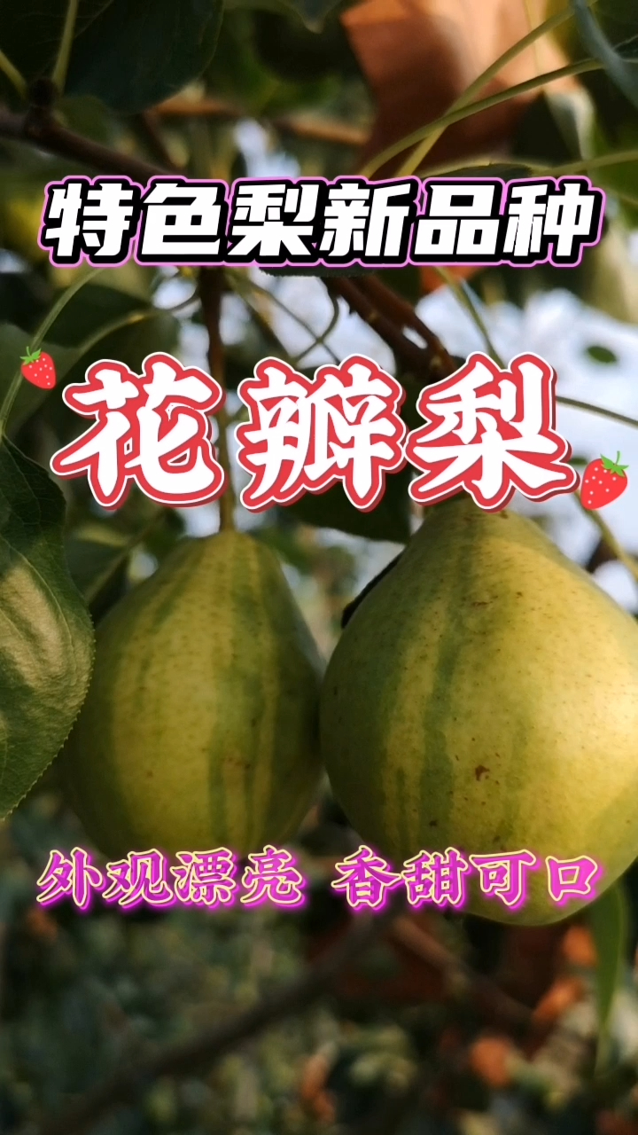 花瓣梨果树苗批发基地成伟苗木