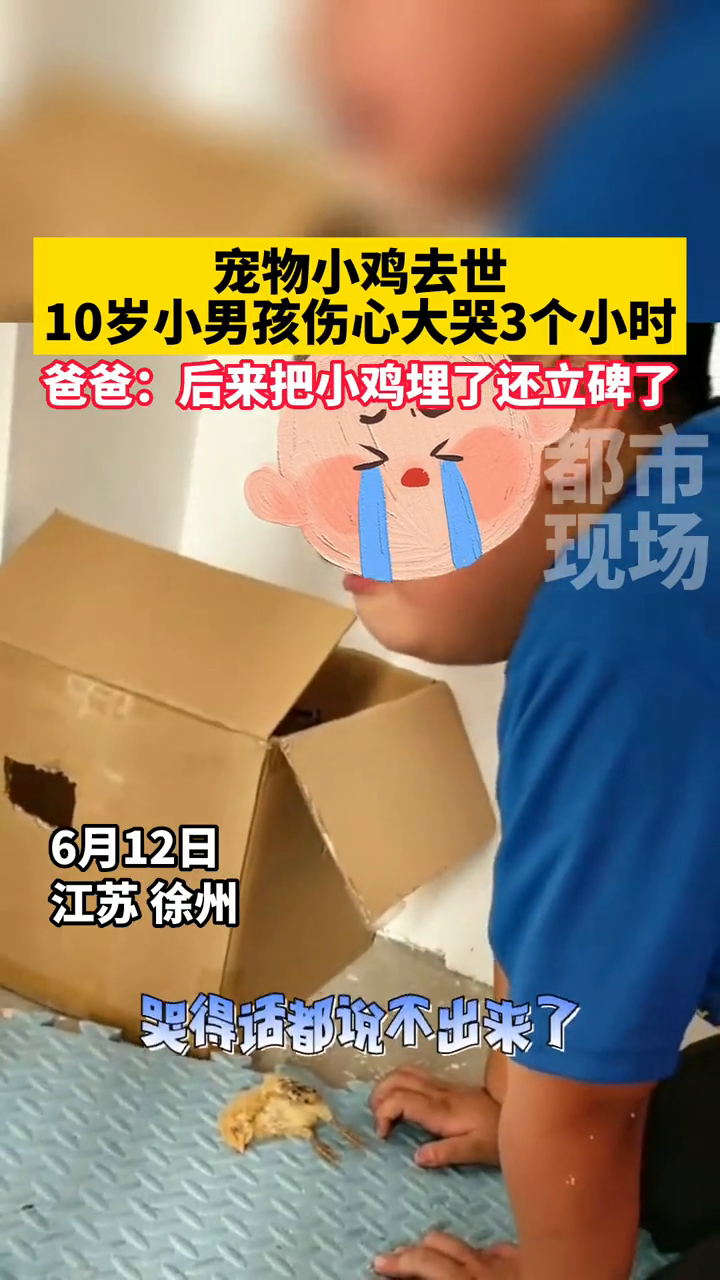 宠物小鸡去世,10岁小男孩伤心大哭3个小时!
