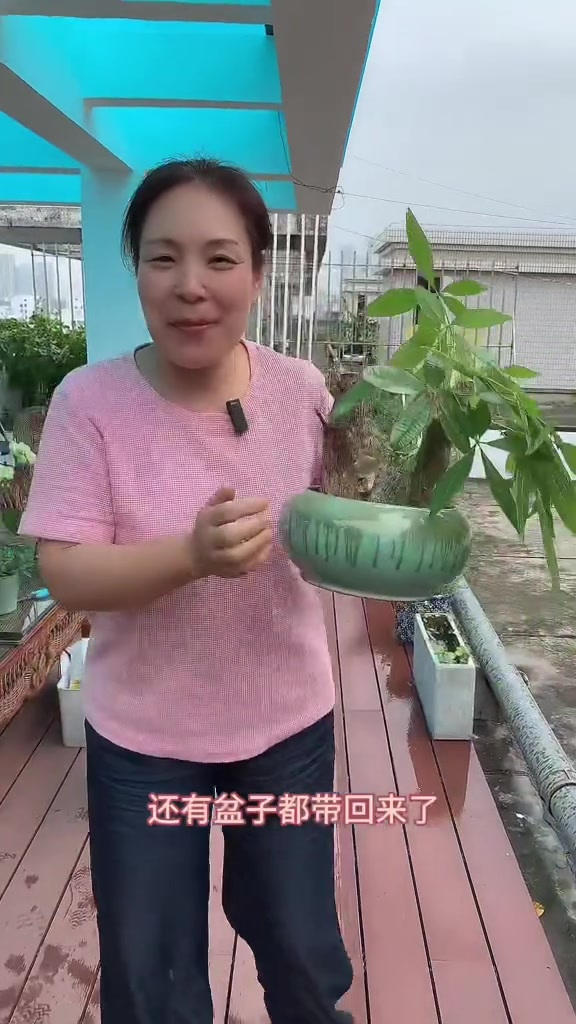发财树死了,别忙着扔,这样做,很快又能长出新枝条