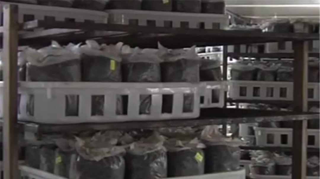 根霉经常寄生在面包和日常食品上 被黑根霉感染的菌袋 会很快腐烂