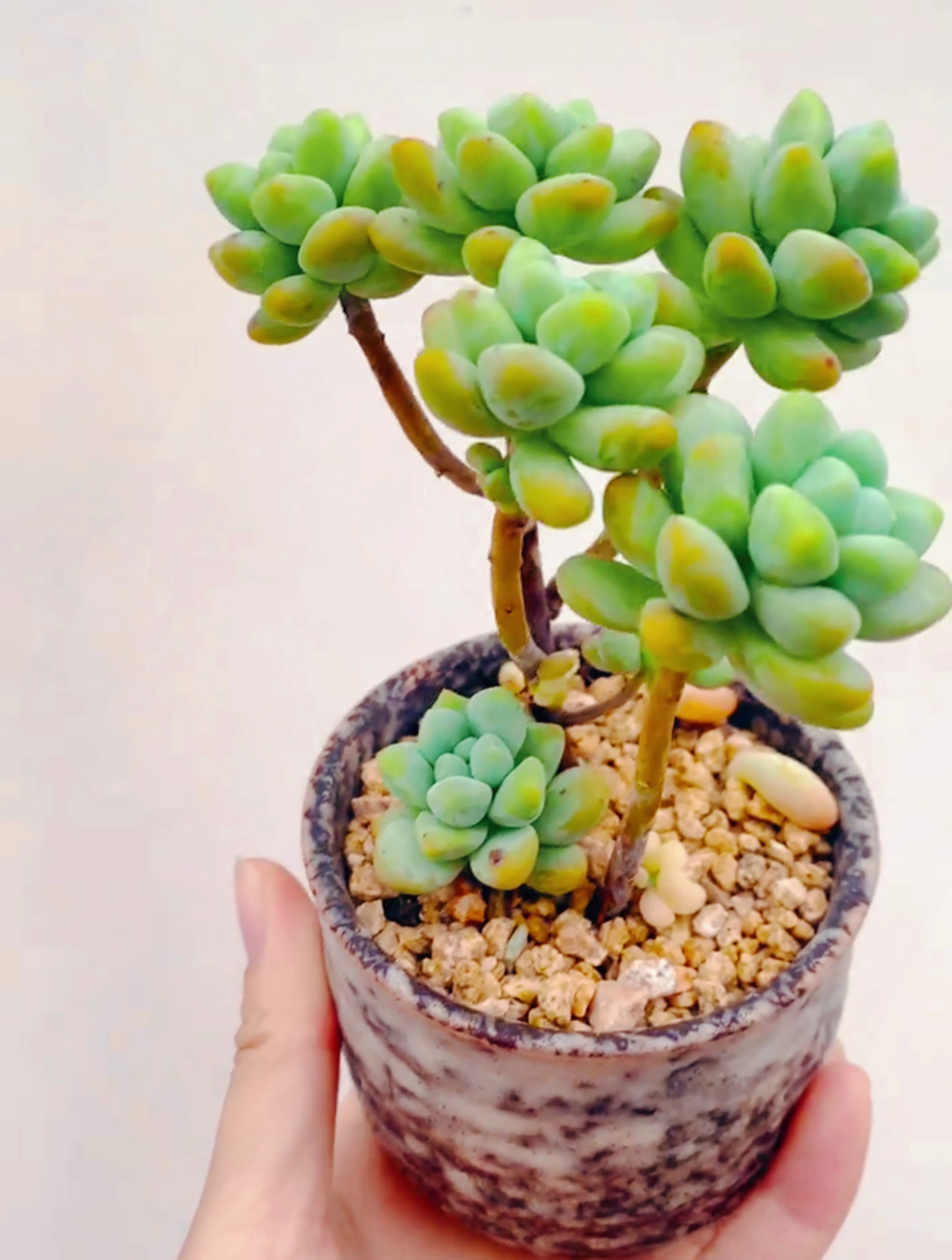 依然是老品种,天使之泪 多肉植物