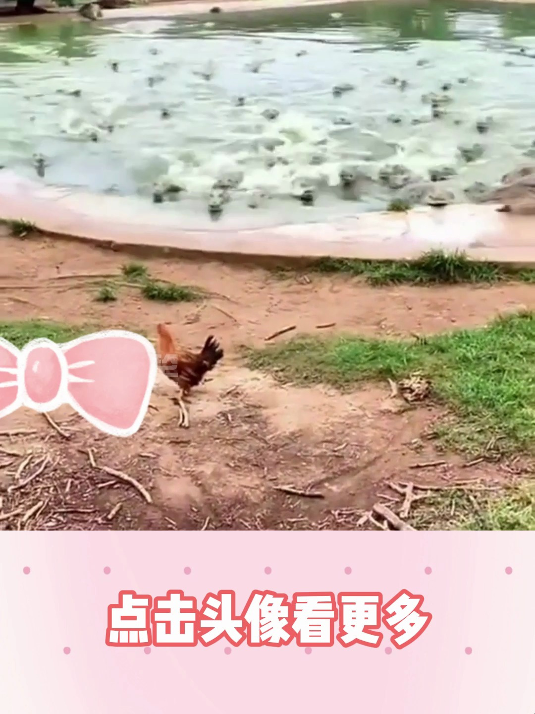 鸡兄的绝地求生!但凡失误一次都得没命,鳄鱼:兄弟们今晚吃鸡
