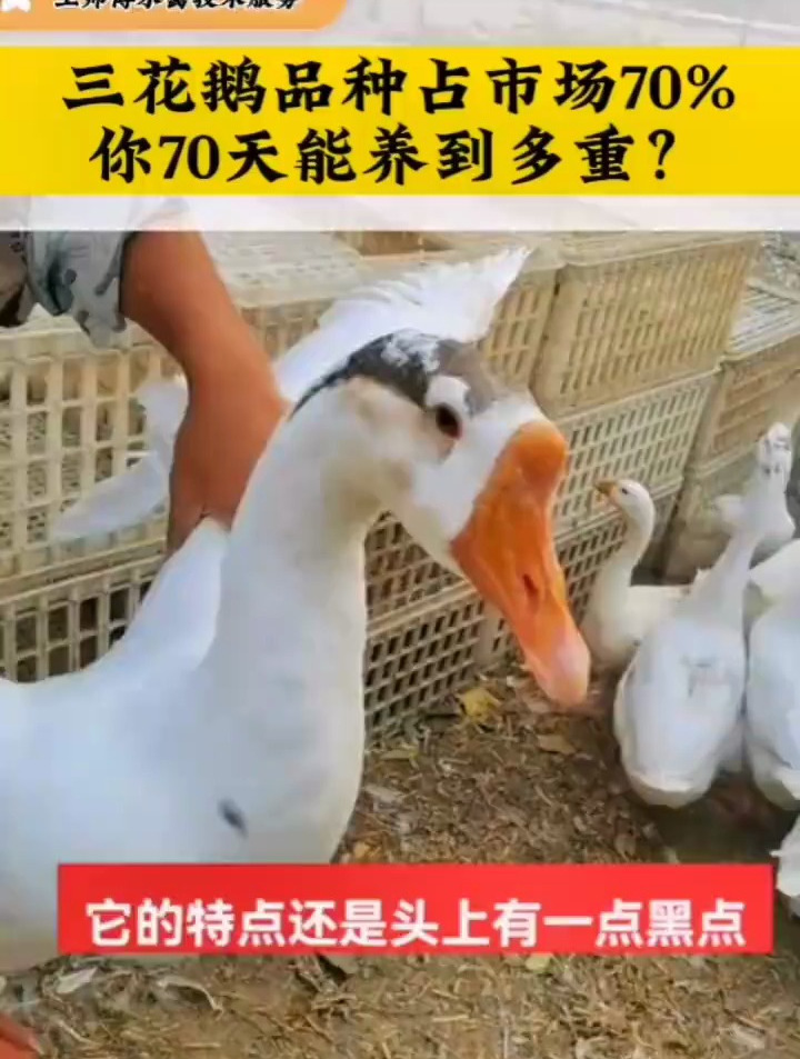 你觉得大三花怎么样?你觉得养鹅出栏体重多少算达标?