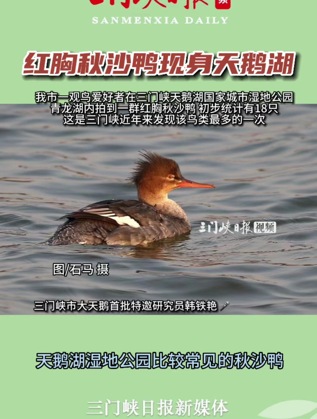 红胸秋沙鸭现身天鹅湖