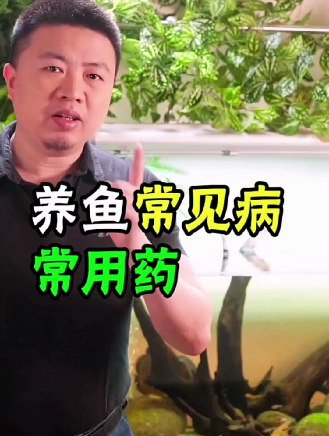 观赏鱼常见病治疗 常用药使用方法大全