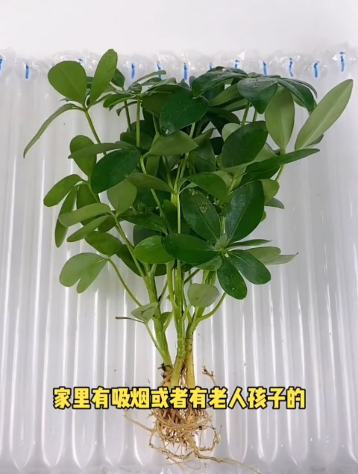 七叶莲又叫鸭脚木,能赏花能泡酒,养护简单好寓意