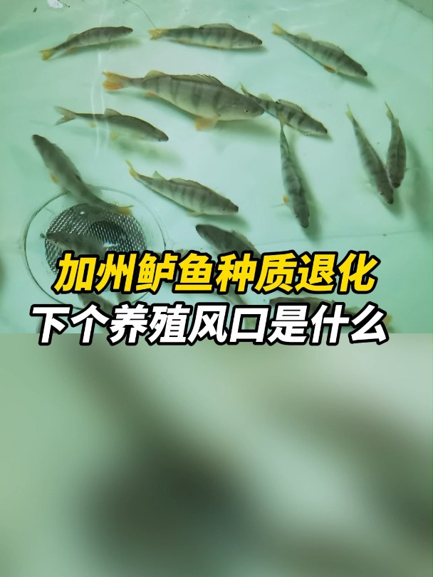 加州鲈鱼种质退化下一个风口是什么