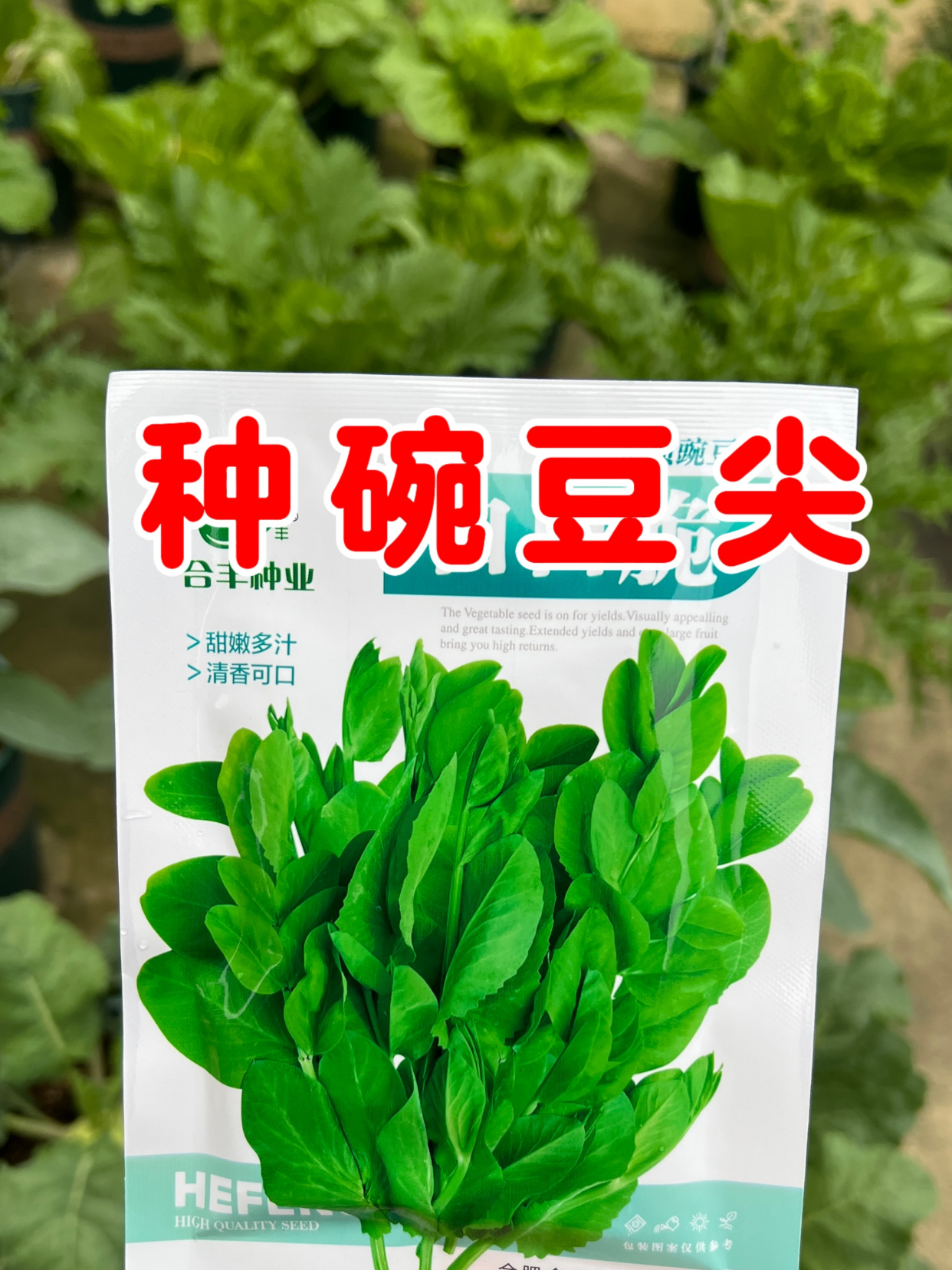 豌豆尖如何种植?种子提前泡5个小时,播种下去几天就出苗了