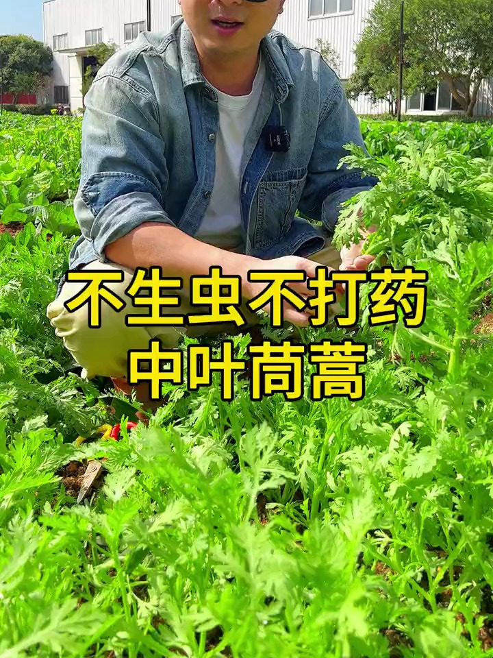最好种的青菜——茼蒿,好吃还不招虫