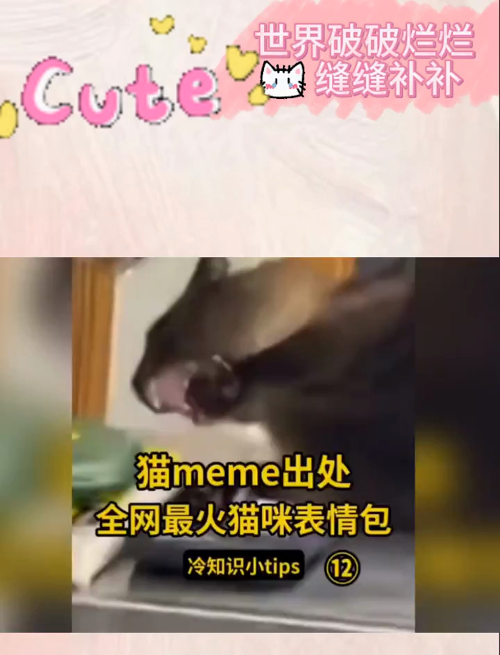 超火猫咪搞笑表情包大搜罗,来源揭秘!