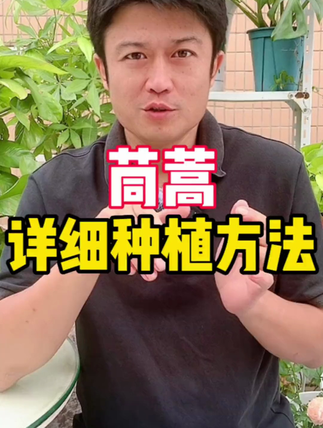 茼蒿就算是新手也能种,因为它种植简单,不需要怎么管理