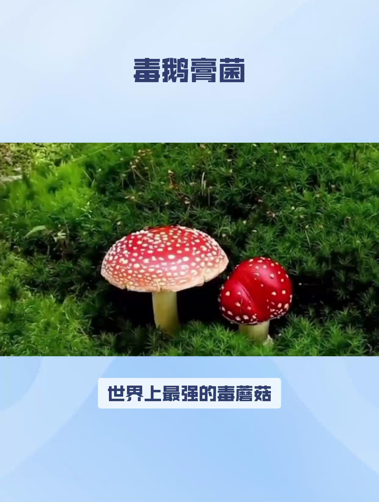 冷知识:最强的毒鹅膏菌