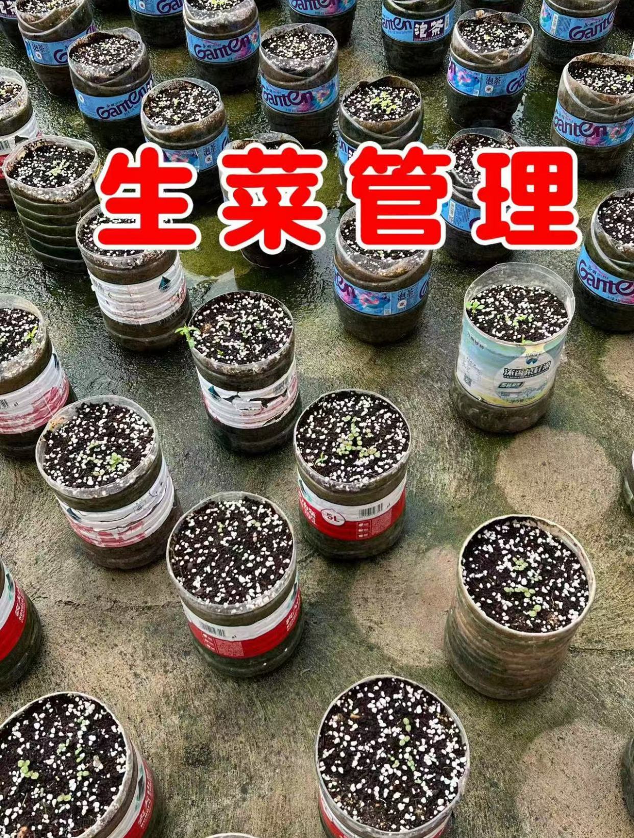 生菜小苗如何管理?每个瓶子留一颗,后期蔬菜长出来像花一样好看