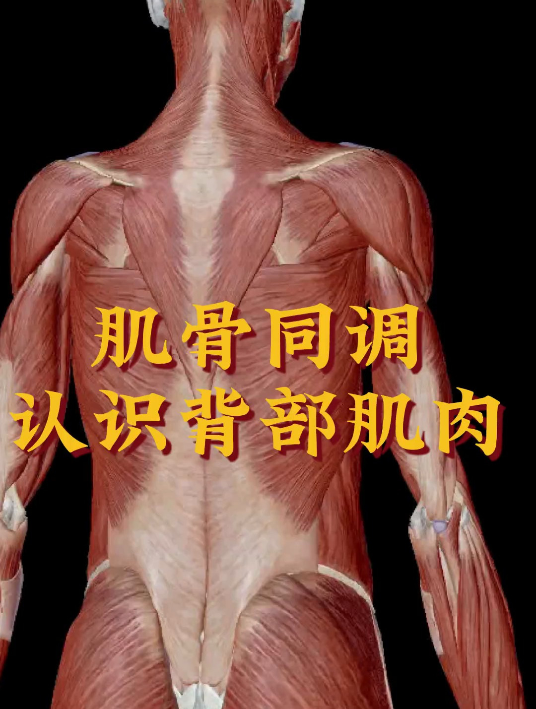 这个视频教你认识背部肌肉