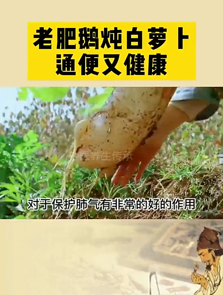 老肥鹅炖白萝卜,通便又健康