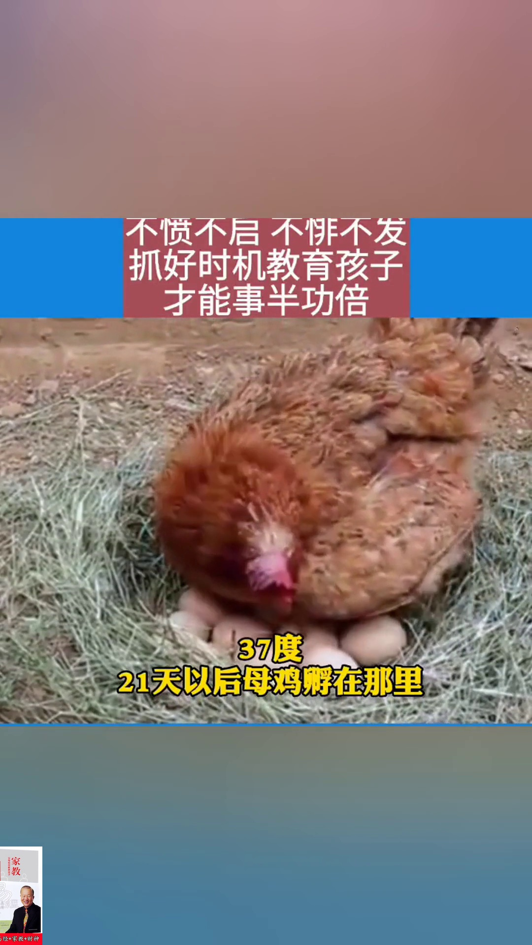 教育孩子就像鸡妈妈孵小鸡一样,一定要把握好时机,否则将功亏一