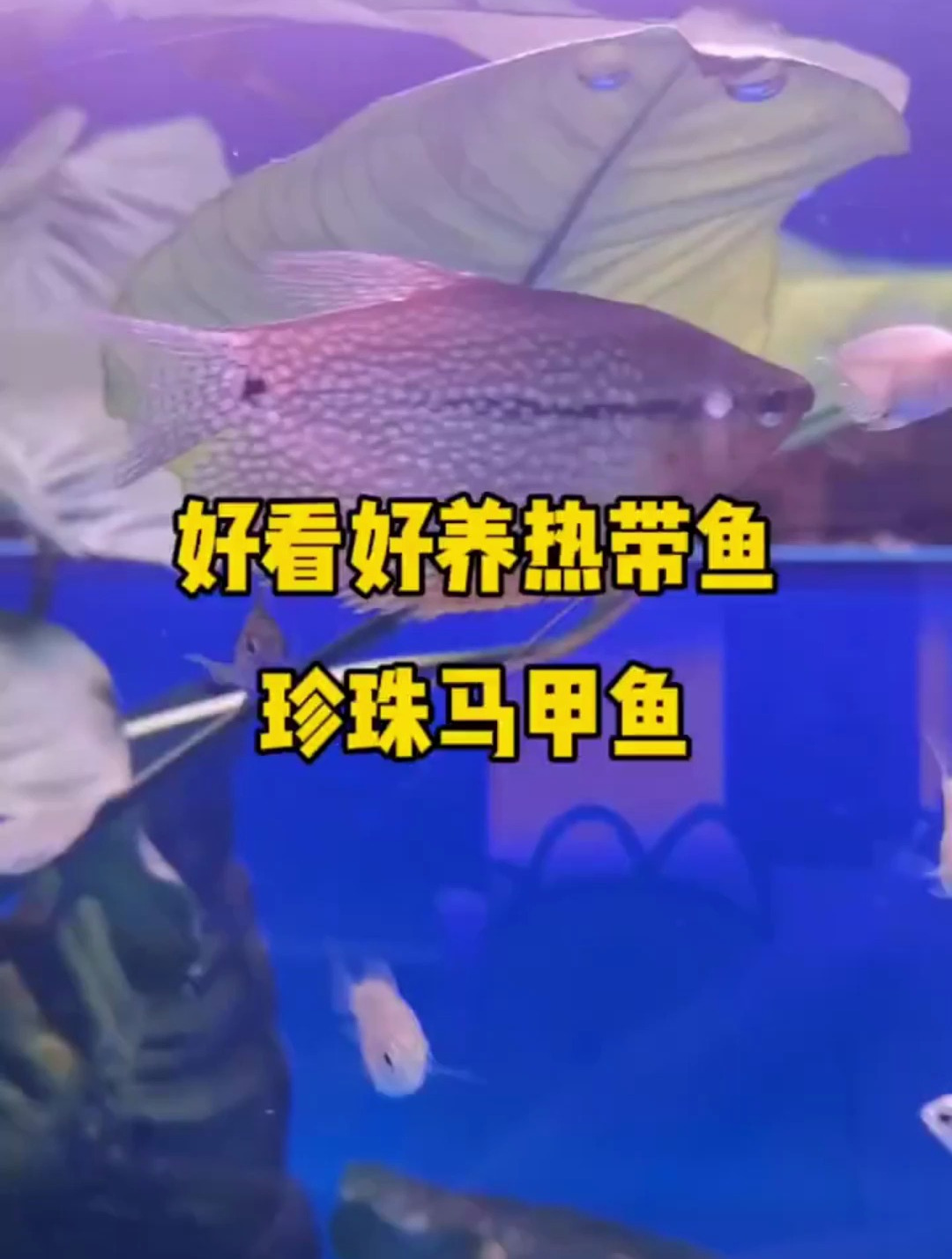 你知道珍珠马甲鱼吗?好看又好养!