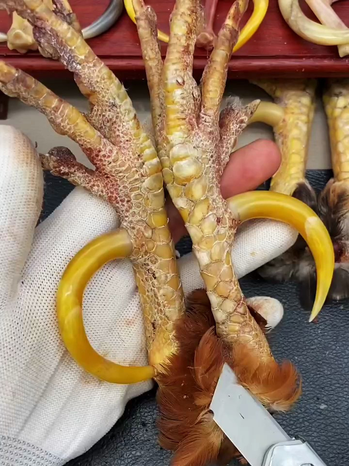 文玩鸡蹬子 到底有几十年了?谁能看得出来?