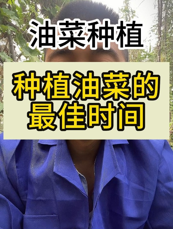 油菜种植的最佳时间是什么时候?