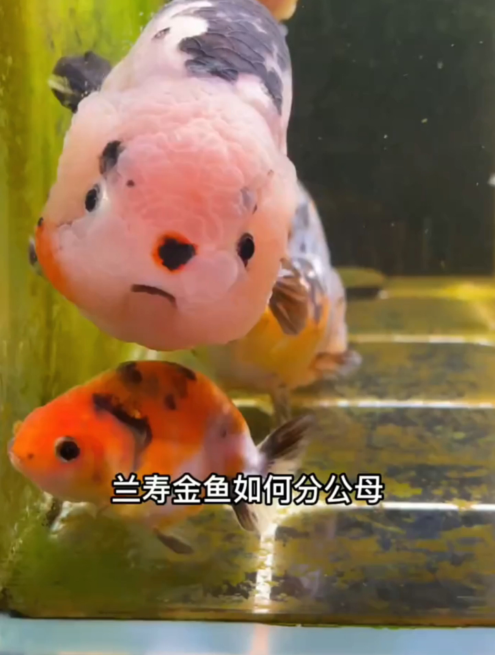 金鱼兰寿如何分公母?兰寿竟还有雌雄同体的,来听大神的专业解答