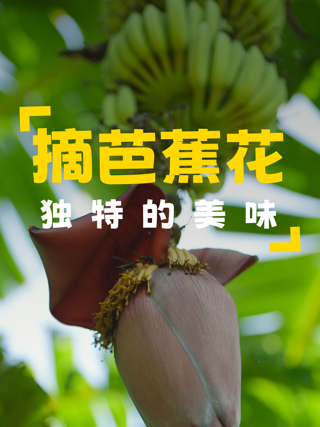 摘几个没人要的芭蕉花回去,做一道红烧鸡翅尖,这样做不苦不涩
