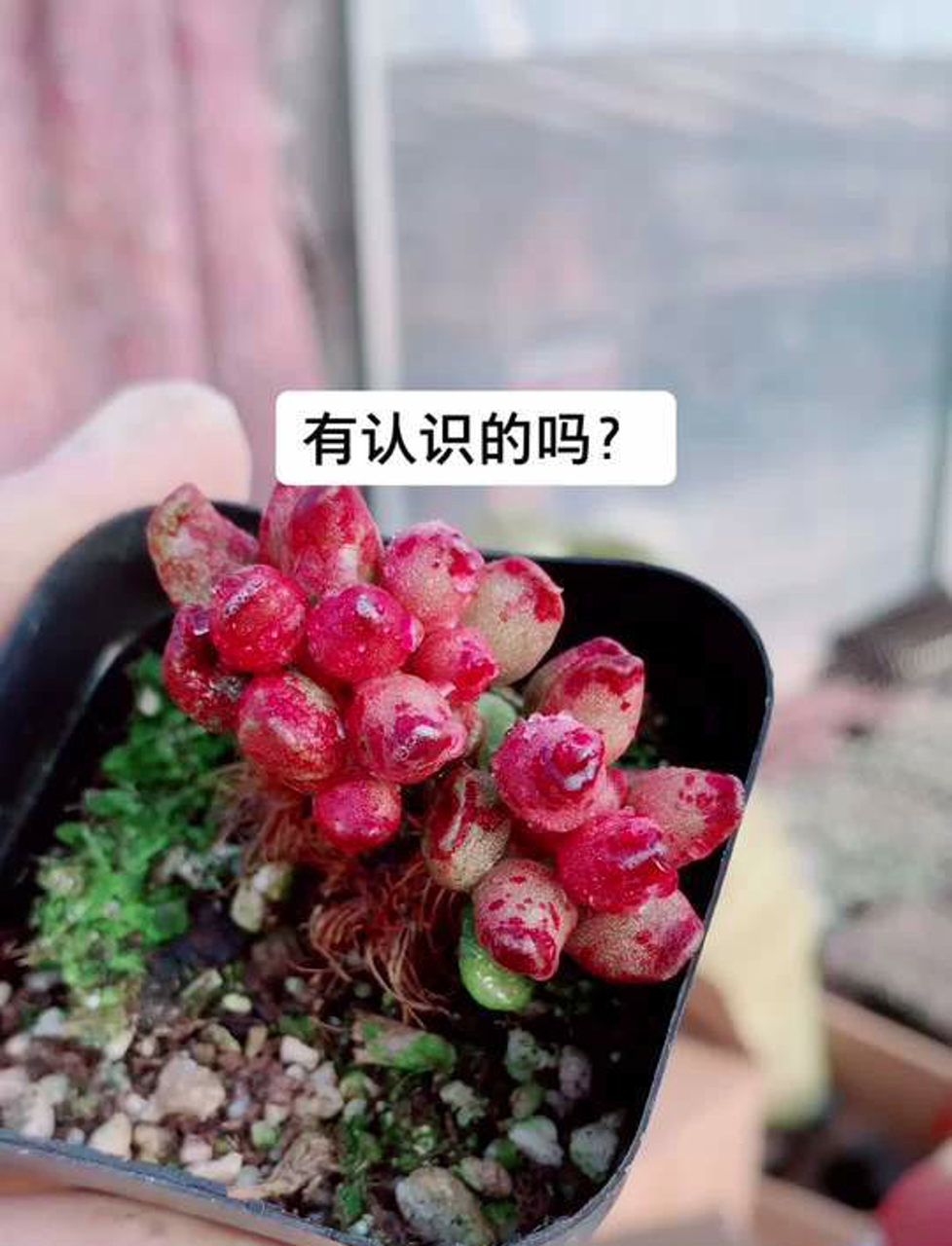 敲敲多汁植物,鼓槌形状的可爱肉球