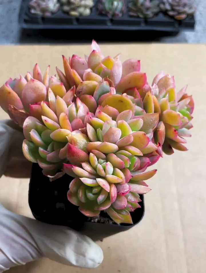 多肉植物养护小常识,夏天多肉养护技巧学起来