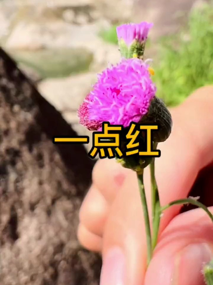 植物百科_ 中草药知识_路边常见植物:一点红也叫羊蹄草