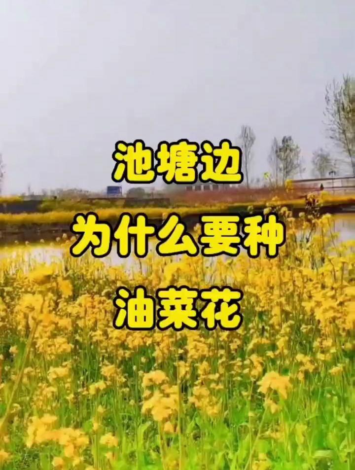 池塘边为什么要种油菜花?分享水产养殖技术