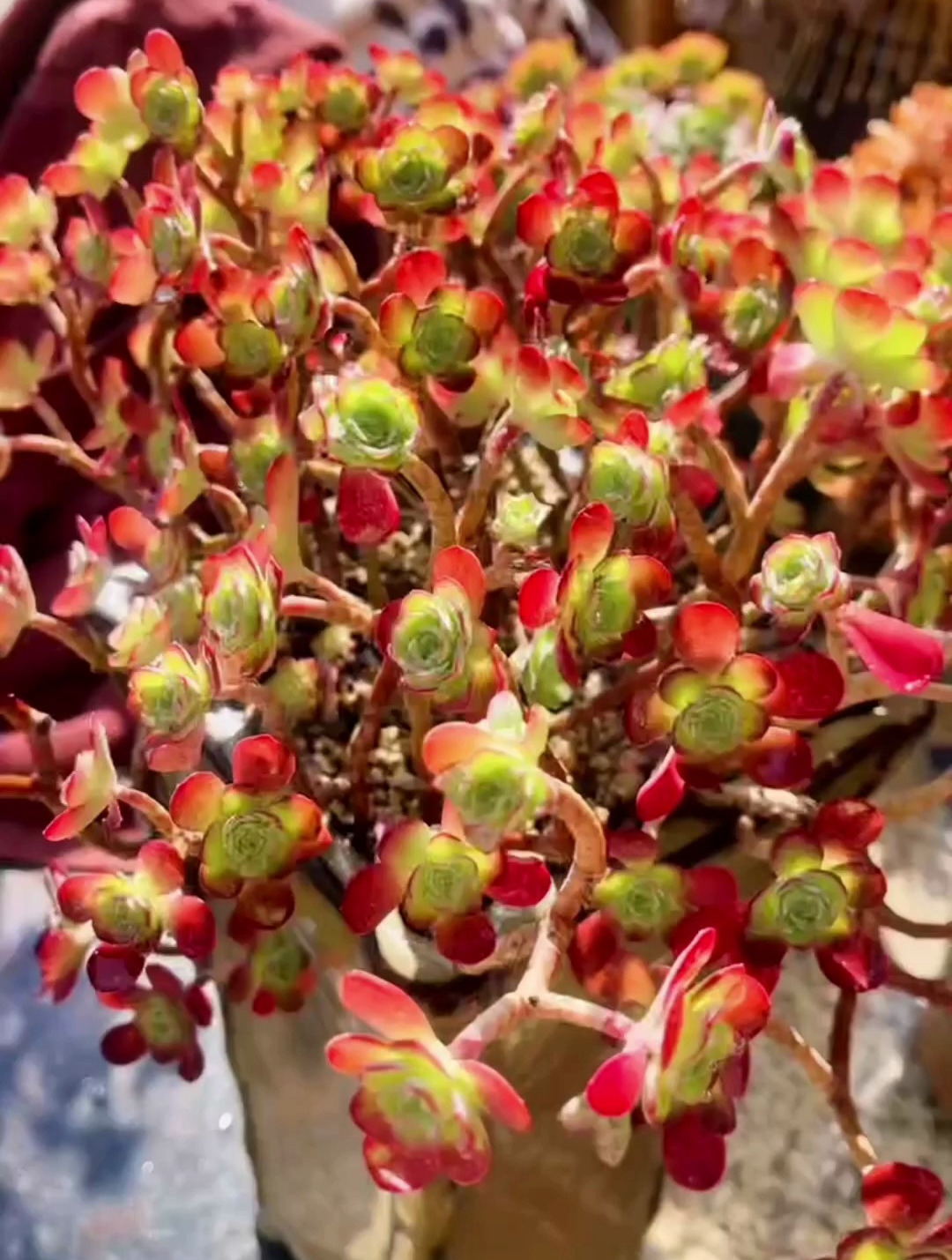 这多肉薄化妆老桩——怎一个美字了得!