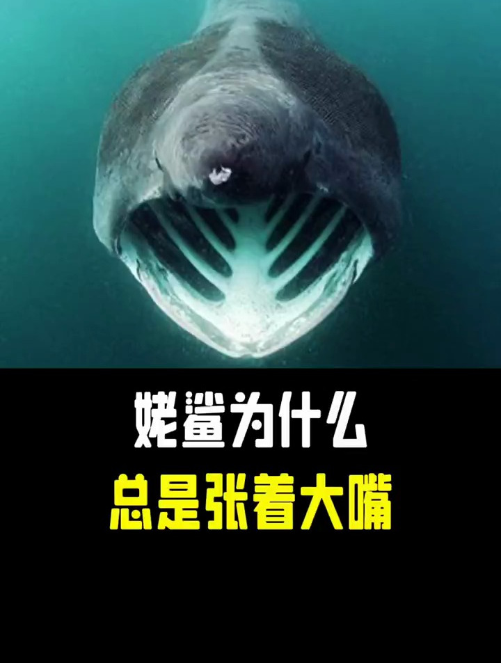 姥鲨为什么总是张着大嘴?科普动植物知识 姥鲨