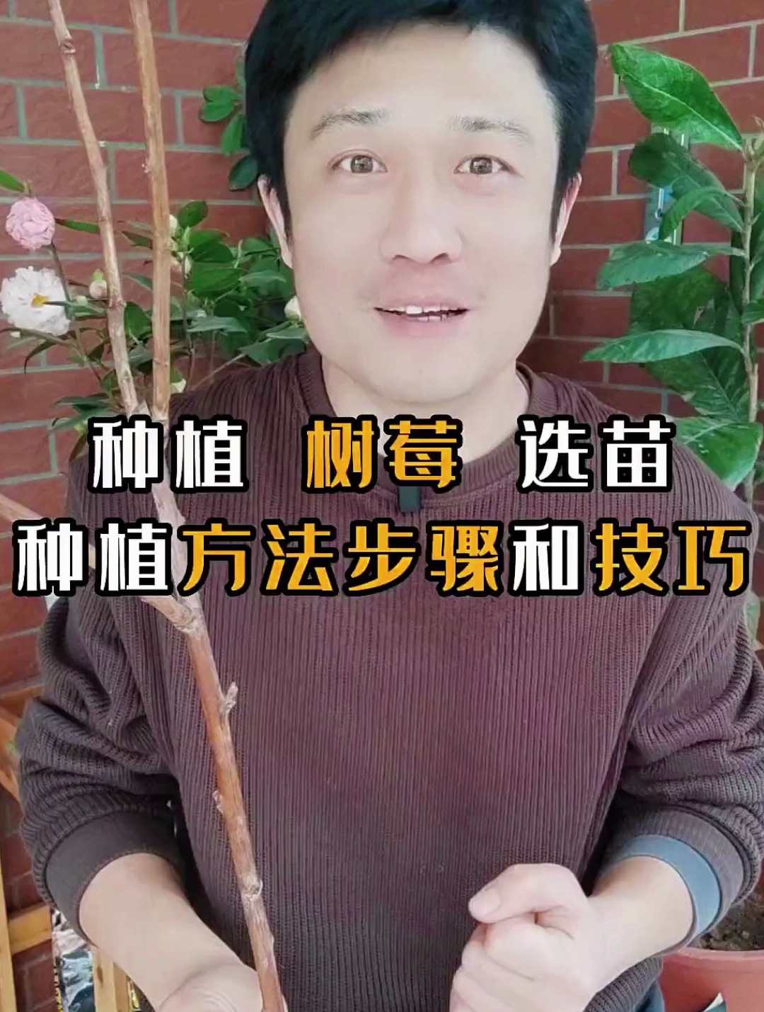 阳台盆栽种树莓,树莓的种植方法,盆栽树莓的技巧步骤