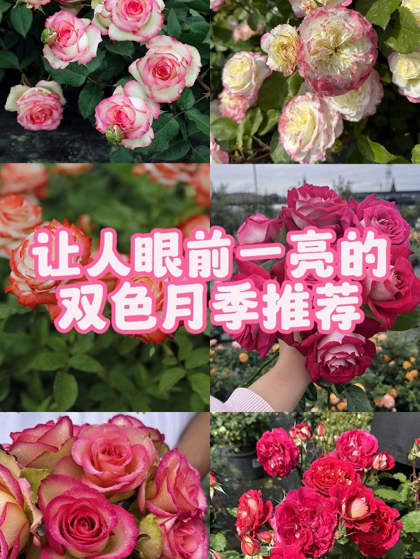 让人眼前一亮的双色月季推荐,每一款都是高颜值