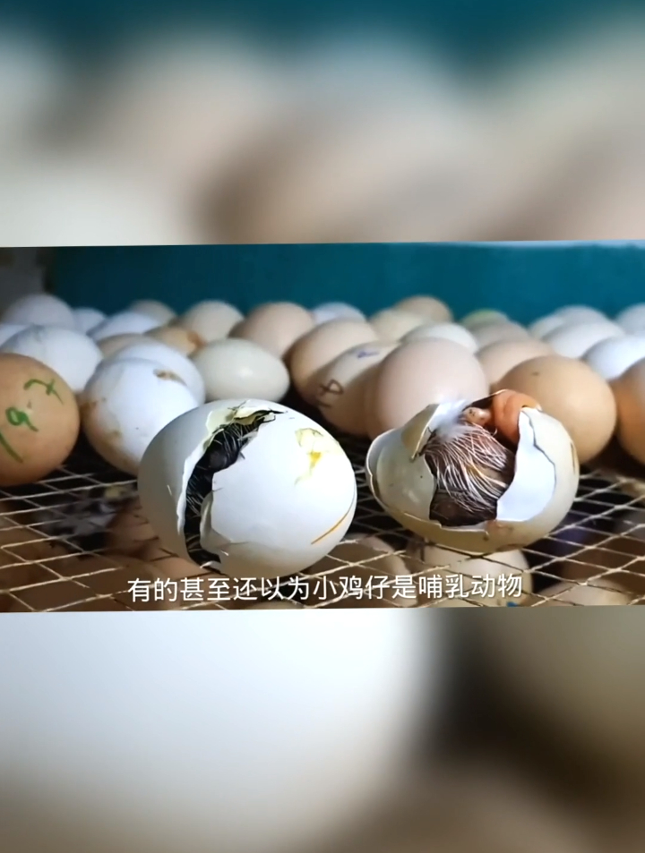 人工孵化的小鸡崽是如何出壳的,好可怜 动物世界