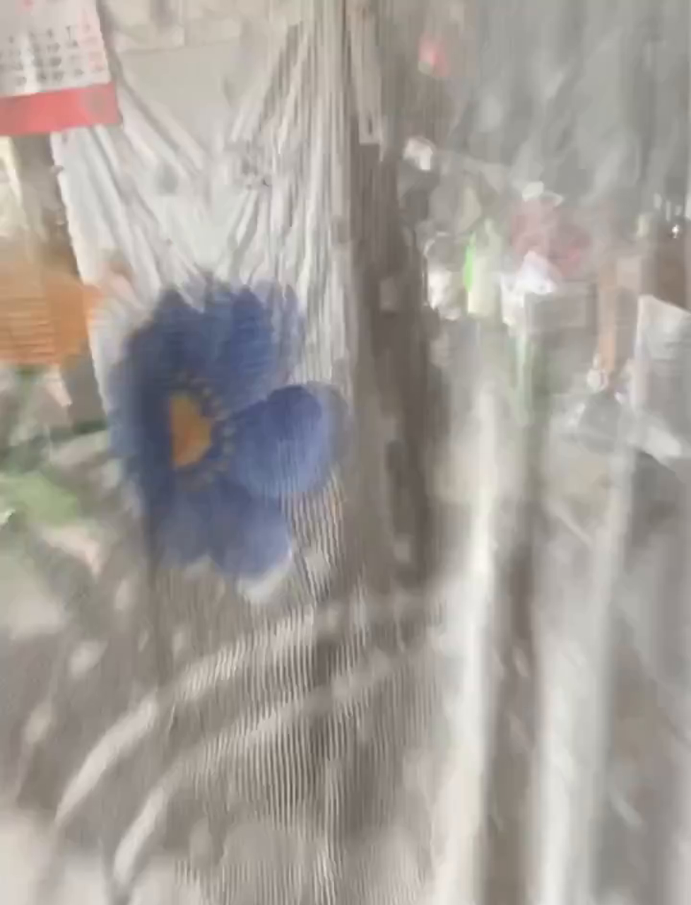 小鸡出壳的那一天