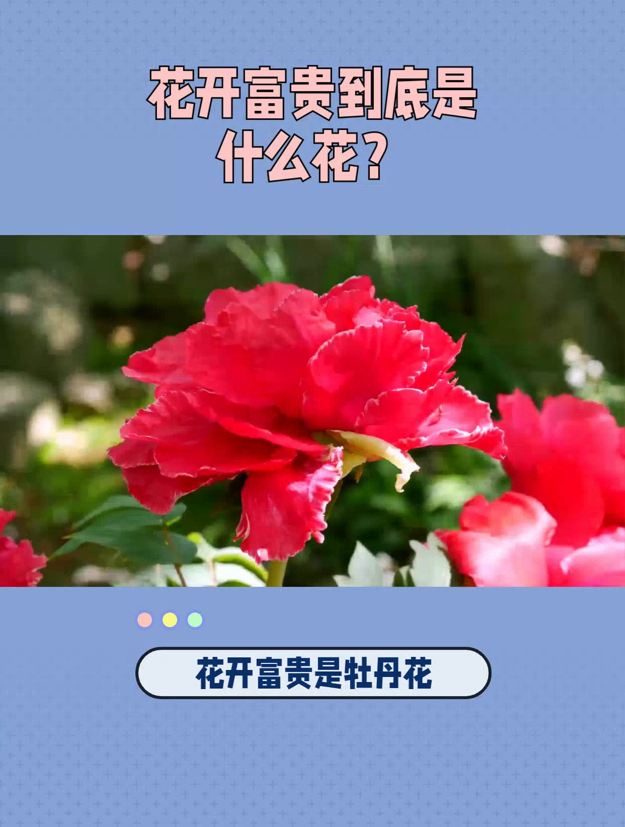 花开富贵到底是什么花?