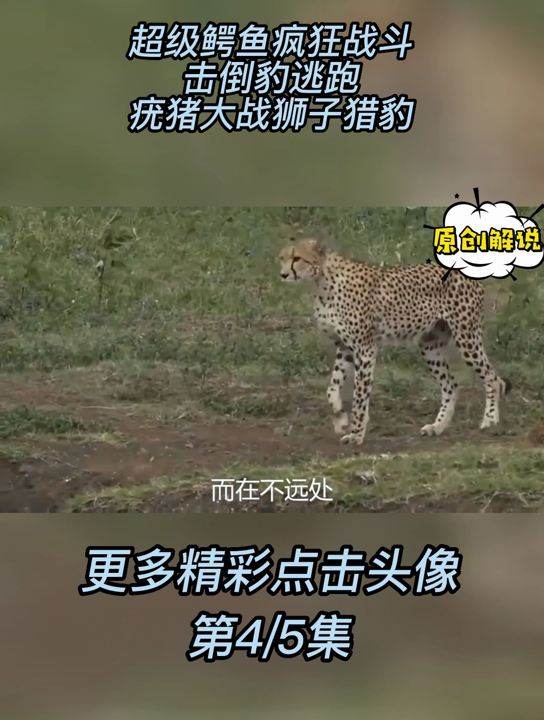 超级鳄鱼疯狂战斗,击倒豹逃跑,疣猪大战狮子,猎豹!4