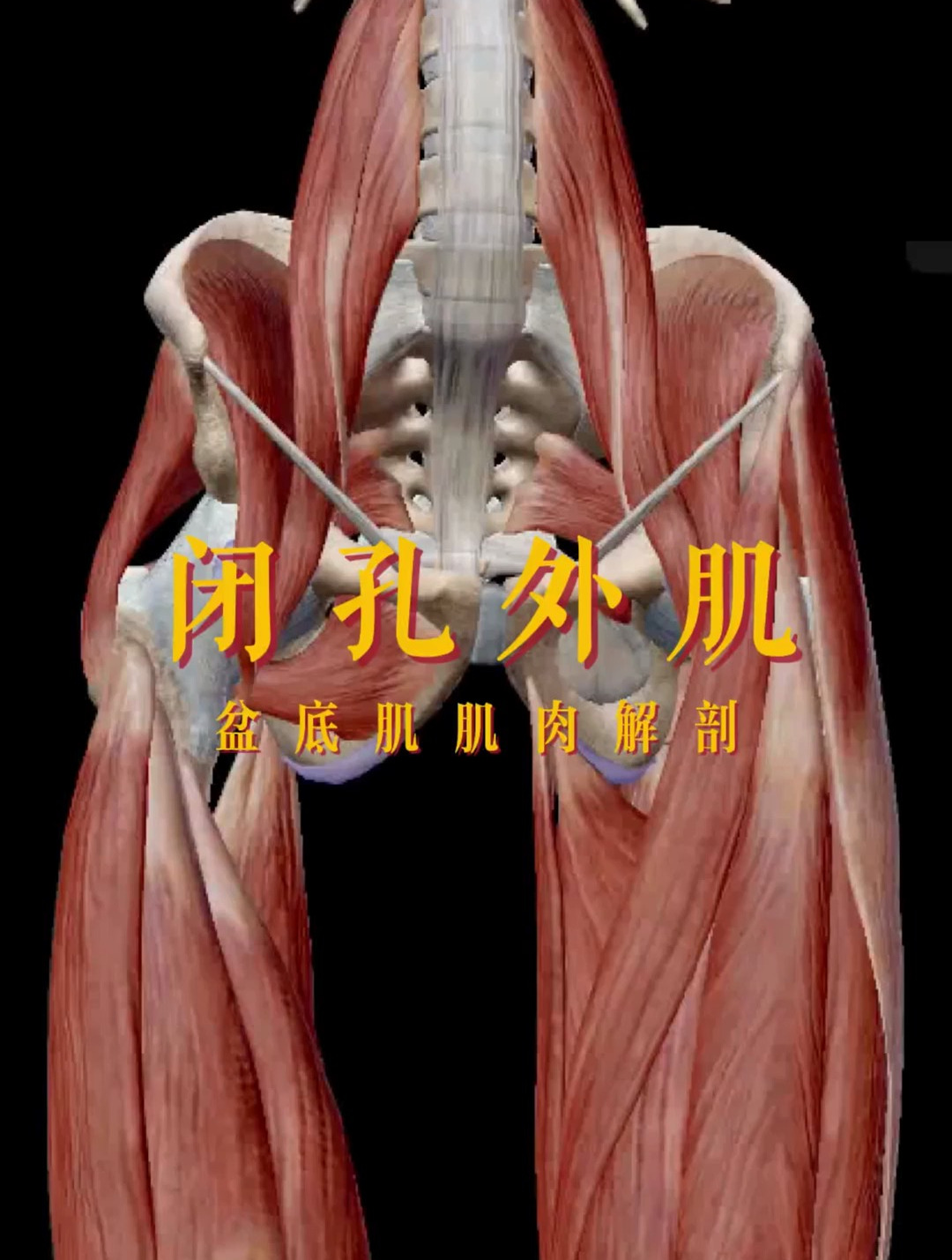闭孔外肌骨盆肌肉运动解剖