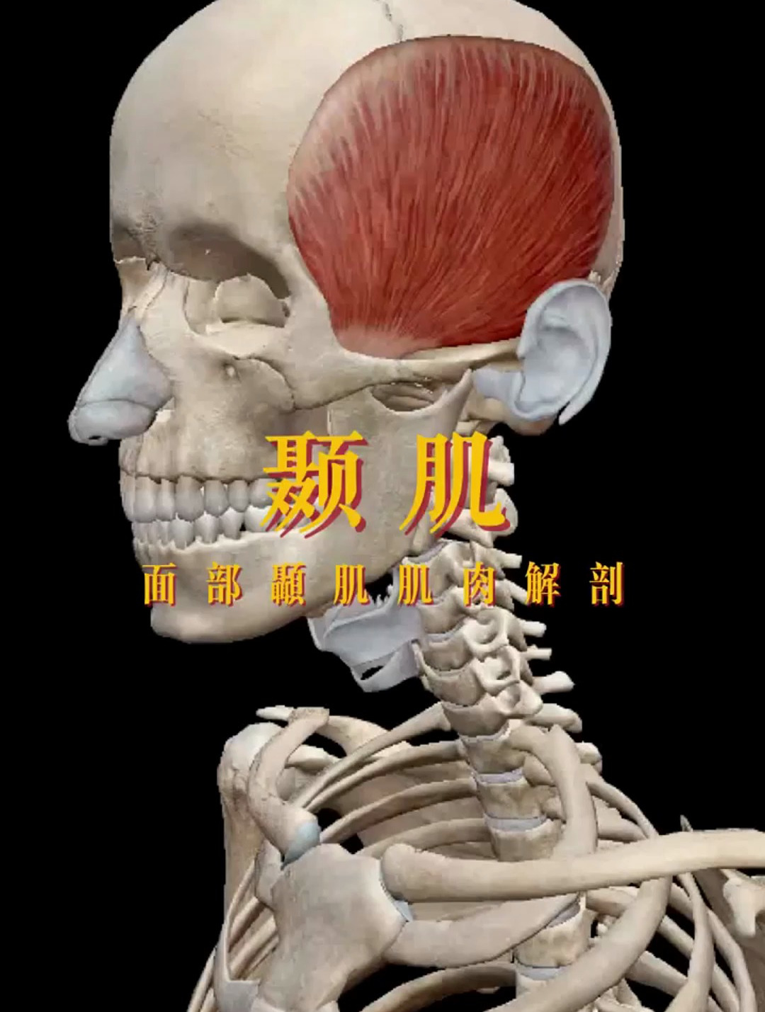 面部肌肉运动,肌肉解剖