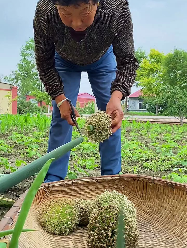 和老妈打葱籽,晚饭做海带炖土豆,贴一锅大饼子