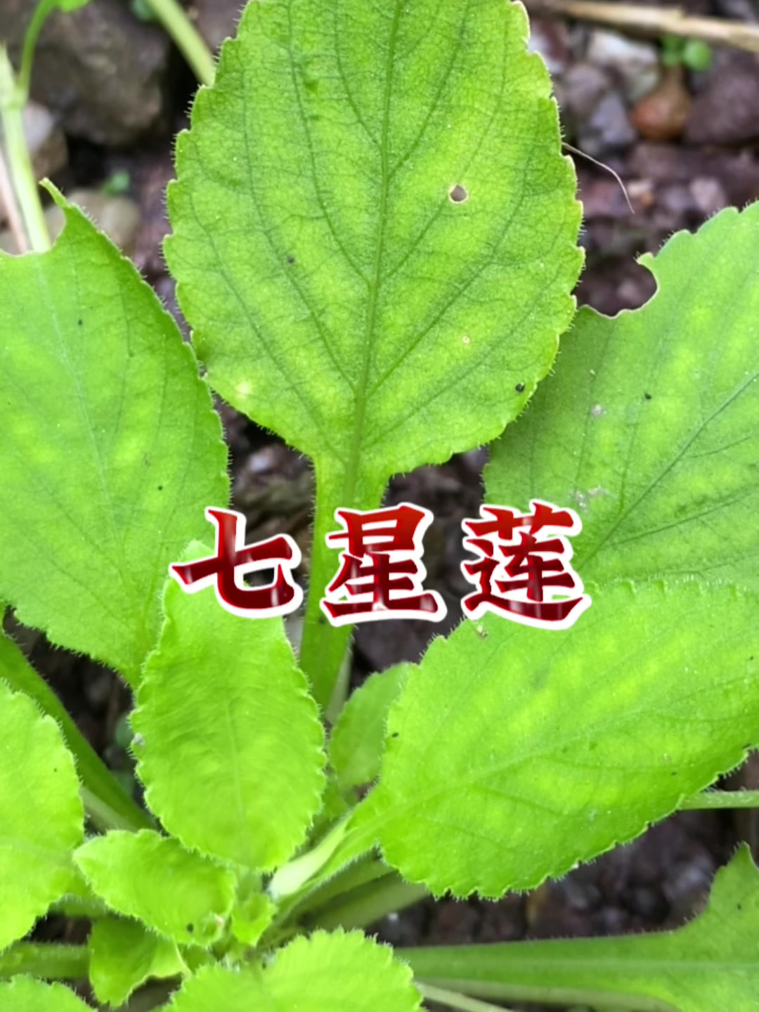 七星莲也叫“黄瓜香”,看看你认识吗?