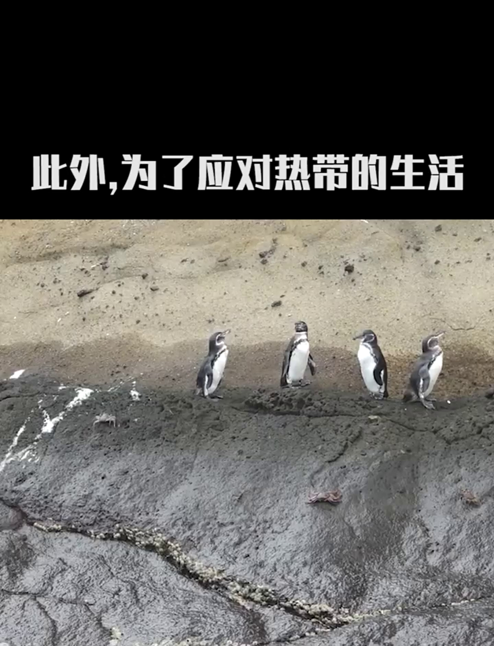 热带地区也能见到的企鹅,加岛环企鹅的奇妙生活
