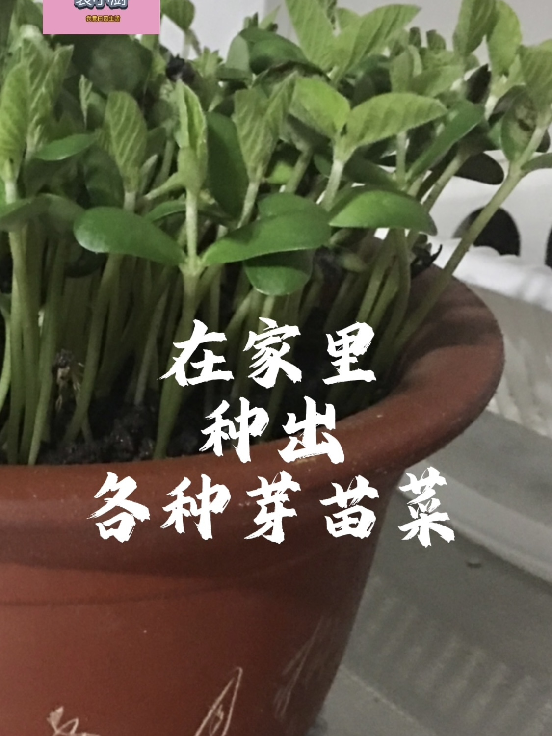 在家种出各种芽苗菜
